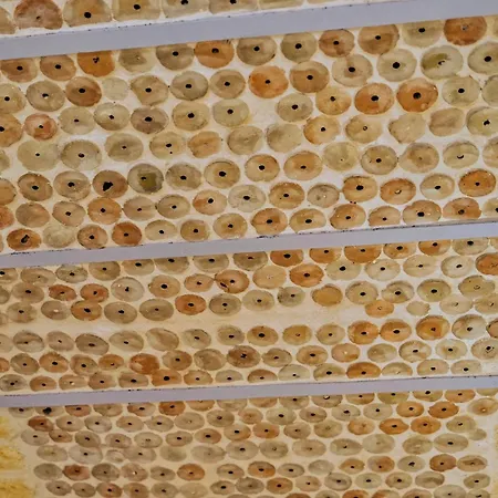 Casa Lopez B&B 바를레타